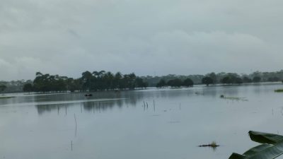 Air Sungai Citanduy Meluap & Terus Diguyur Hujan, 300 Hektare Sawah di Pangandaran Terendam Banjir