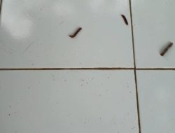 Cuaca Ekstrem, Rumah Warga di Pangandaran Diserang Ulat Bulu
