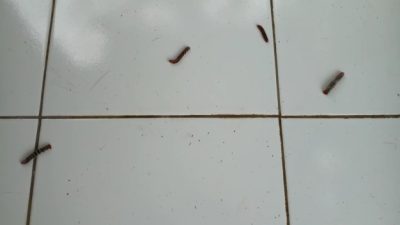 Cuaca Ekstrem, Rumah Warga di Pangandaran Diserang Ulat Bulu