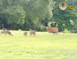 Populasi Rusa Berkurang, KSDA Pangandaran Akan Tambah Hewan Banteng