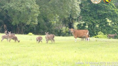 Populasi Rusa Berkurang, KSDA Pangandaran Akan Tambah Hewan Banteng
