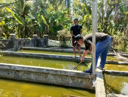 Akhir Tahun Pembudidaya Ikan Gurame di Pangandaran Kebanjiran Orderan