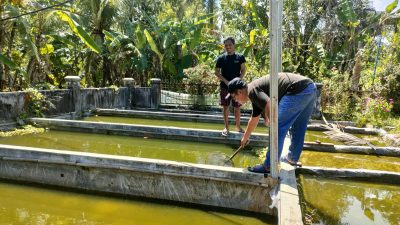 Akhir Tahun Pembudidaya Ikan Gurame di Pangandaran Kebanjiran Orderan