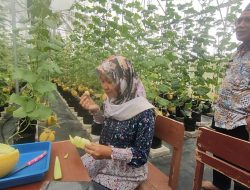 Santri di Pangandaran Berhasil Budidaya Melon Sultan, Harganya Rp 45 Ribu Perkilogram