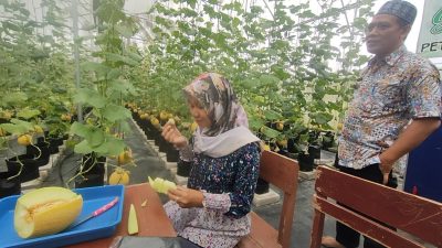 Santri di Pangandaran Berhasil Budidaya Melon Sultan, Harganya Rp 45 Ribu Perkilogram