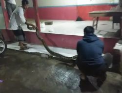 Mencekam, Detik-detik Warga di Pangandaran Tangkap Ular Besar