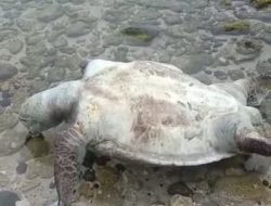 Heboh! Penyu Raksasa Terdampar di Bibir Pantai Karapyak Pangandaran