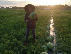 Petani Milenial Semangka di Pangandaran Berhasil Panen Besar