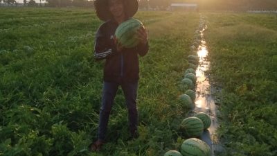 Petani Milenial Semangka di Pangandaran Berhasil Panen Besar