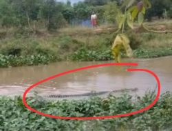 Geger! Kemunculan Satu Ekor Buaya Bikin Resah Warga Padaherang, Warga: HOAK! Tapi Dulu Pernah Ada