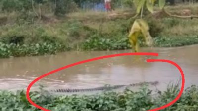 Geger! Kemunculan Satu Ekor Buaya Bikin Resah Warga Padaherang, Warga: HOAK! Tapi Dulu Pernah Ada