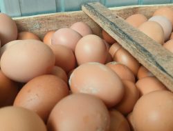 Jelang Ramadan, Harga Telur di Pangandaran Makin Mahal