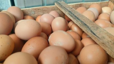 Jelang Ramadan, Harga Telur di Pangandaran Makin Mahal