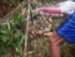 Viral! Sebuah Vidio Warga Tewas Terlilit Ular Besar di Tunggilis Pangandaran