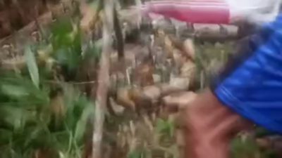 Viral! Sebuah Vidio Warga Tewas Terlilit Ular Besar di Tunggilis Pangandaran