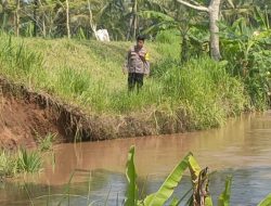Tanggul Sungai Citanduy Nyaris Jebol, 185 Hektare Sawah di Pangandaran Terancam