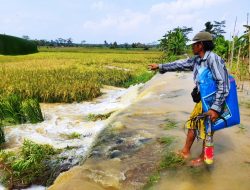Sungai Citanduy Meluap, Petani di Pangandaran Terancam Gagal Panen