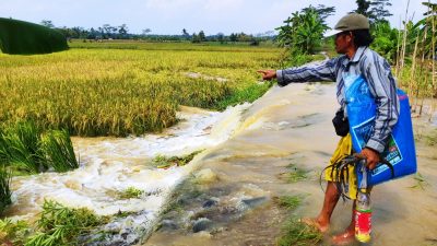 Sungai Citanduy Meluap, Petani di Pangandaran Terancam Gagal Panen