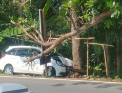 Sopir Ngantuk, Minibus di Pangandaran Tabrak Pohon Mahoni