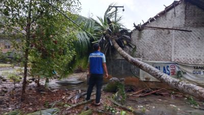Innalilahi, Rumah di Cimerak Pangandaran Tertimpa Pohon Kelapa