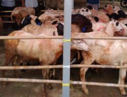 Desa Cintajaya Ciamis Salukan 40 Ekor Hewan Kambing