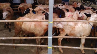 Desa Cintajaya Ciamis Salukan 40 Ekor Hewan Kambing