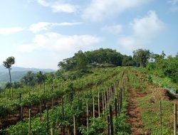 Pemdes Binangun Genjot PAD Melalui Wisata Taman Buah di Lembah Pejamben