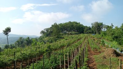 Pemdes Binangun Genjot PAD Melalui Wisata Taman Buah di Lembah Pejamben