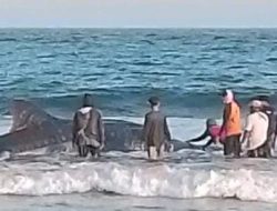 Hiu Tutul Raksasa Terdampar di Pantai Batukaras Pangandaran