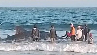Hiu Tutul Raksasa Terdampar di Pantai Batukaras Pangandaran