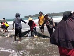 Ramai, Nelayan di Pangandaran Panen Ikan Kakap Merah