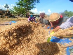 Nelayan di Pangandaran Panen Udang Cenang, Dijual Sampai Jakarta