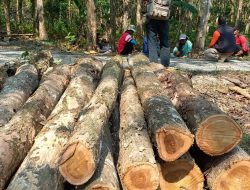 Kisruh Penebangan Pohon Jati di Pangandaran, Ternyata 7 Orang Asal KBB