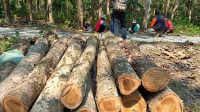 Kisruh Penebangan Pohon Jati di Pangandaran, Ternyata 7 Orang Asal KBB