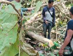 7 Penebang Kayu Sempat Diamankan Polisi di Pangandaran, Begini Kata Kapolsek