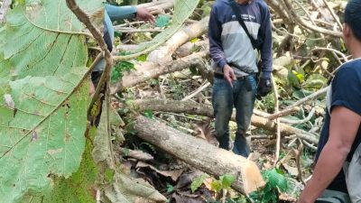 7 Penebang Kayu Sempat Diamankan Polisi di Pangandaran, Begini Kata Kapolsek