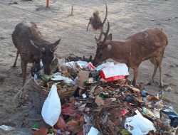 Gegara Sampah Menumpuk, Rusa di TWA Pangandaran Cari Makan Keluar?