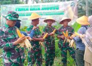 Gebrakan Ketahanan Pangan Kodim 0625 Pangandaran Panen Jagung