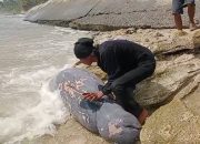 Bikin Geger, Seekor Lumba-lumba Terdampar di Pantai Karapyak Pangandaran