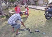 Cerita Yahno di Pangandaran, Pagi-Pagi Tangkap Ular Sanca