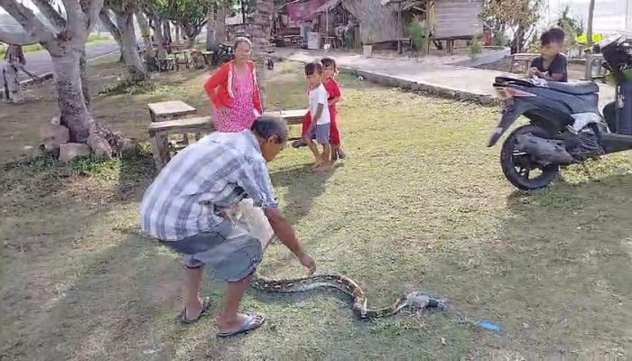 Cerita Yahno di Pangandaran, Pagi-Pagi Tangkap Ular Sanca