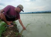 Sedih, Puluhan Hektare Sawah di Pangandaran Terendam Banjir