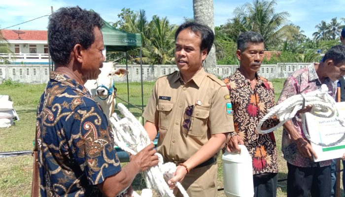 Asyik! Kelompok Peternak di Pangandaran Dapat Hibah Puluhan Sapi dan Domba
