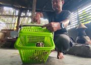 Kaget! Wawan di Pangandaran Temukan Kukang Jawa Dalam Rumah
