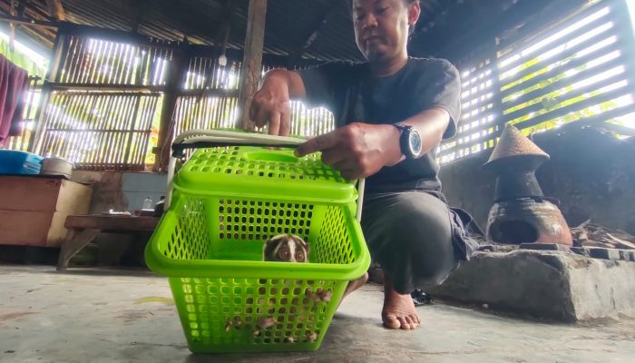 Kaget! Wawan di Pangandaran Temukan Kukang Jawa Dalam Rumah