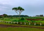 Misteri Pohon Pandan di Lapang Pacuan Kuda Legokjawa Pangandaran
