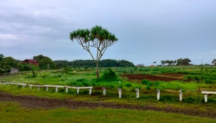 Misteri Pohon Pandan di Lapang Pacuan Kuda Legokjawa Pangandaran