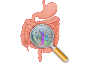 Puasa Ramadhan Membuat Mikrobiota Usus Menjadi Lebih Kaya