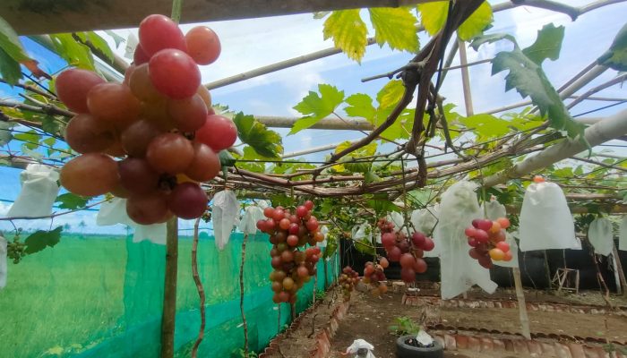 Agro Wisata di Pangandaran Bisa Icip-icip Buah Anggur Dari Pohon