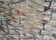 Melirik Ikan Asin Jambal Roti Khas Pangandaran